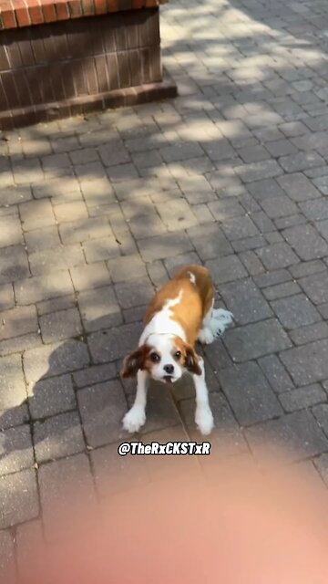 Dog was not going to the vex! 🤣😂🤣