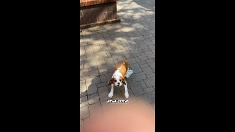 Dog was not going to the vex! 🤣😂🤣