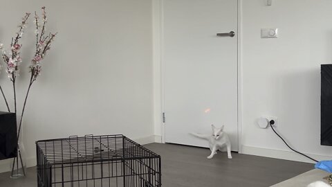 Cat hunting laserpen