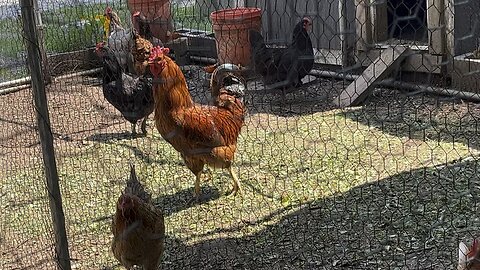 Pretty Rooster