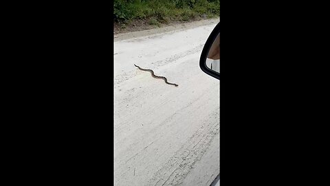 Rattle snake on my driveway
