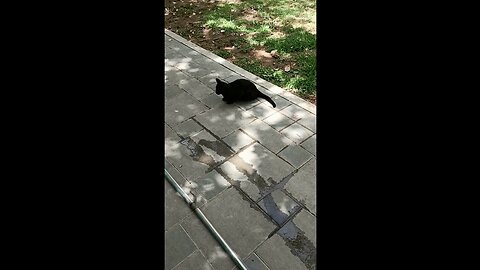 A cute and beautiful cat