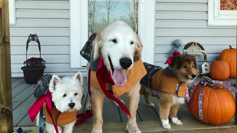 Man’s Best Friends #shorts