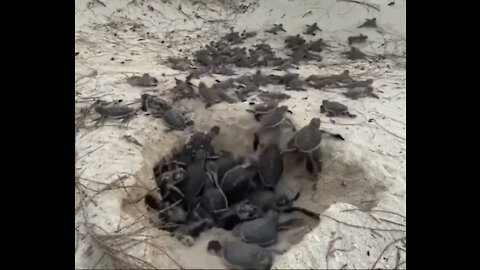 New born, baby Sea Turtles Race to the Ocean