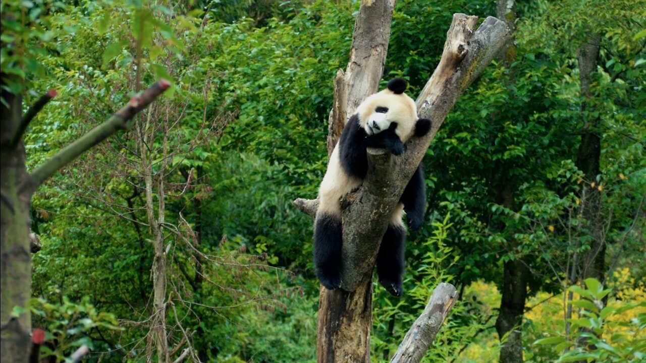 So cute, the funny daily life of panda