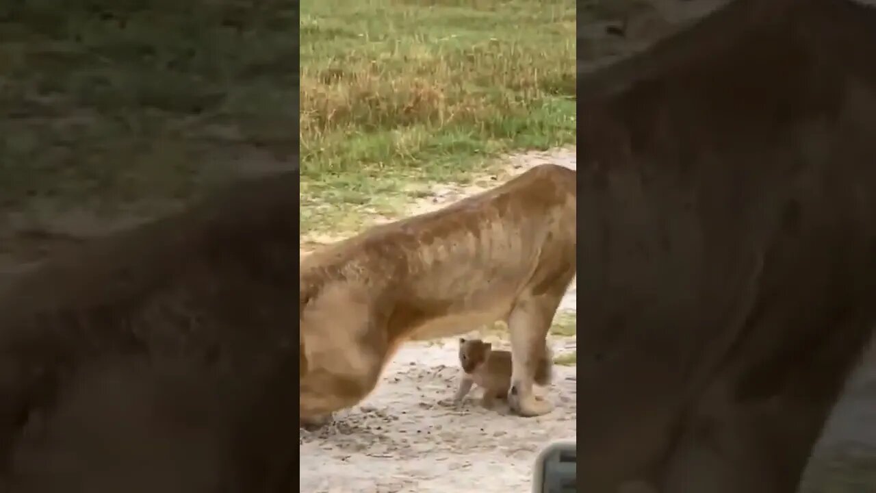 Proud Momma