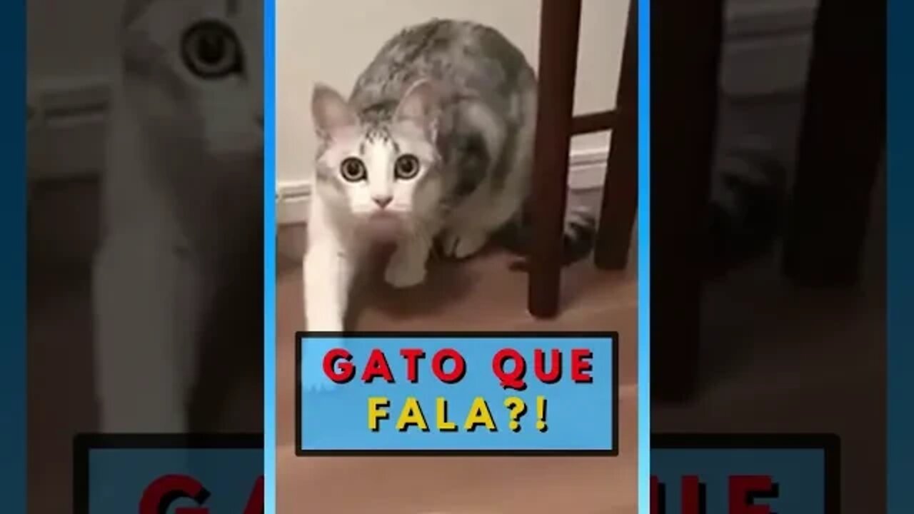 Gato que fala ?!! - Gatos engraçados 2022 #shorts #shortsviral