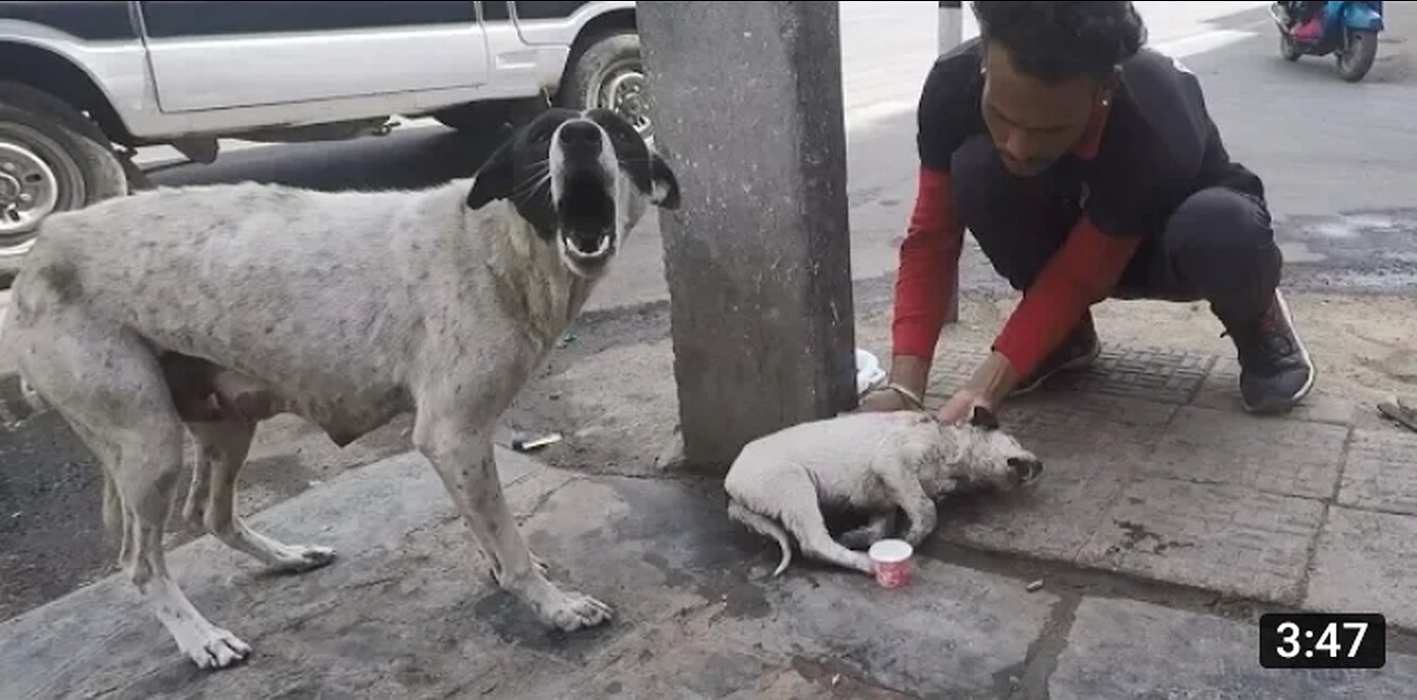 Anguished mother dog wails for wounded baby. Sweetest reunion! Episode 29