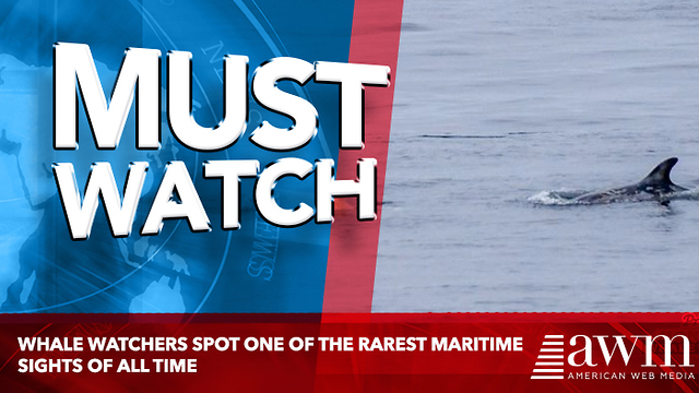 Whale Watchers Spot One Of The Rarest Maritime Sights Of All Time