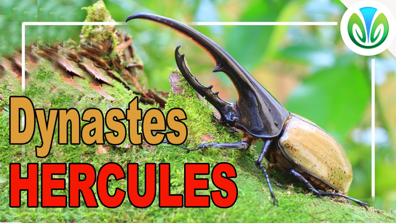 Hercules beetle - a great strong vegetarian | Nature VN