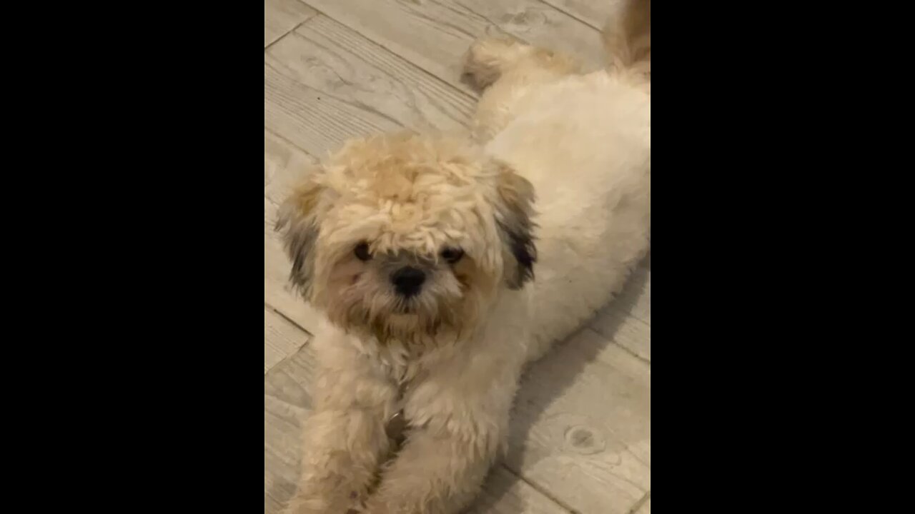 Shih Tzu Dog Chilling