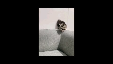 BEST FUNNY ANIMALS 2024