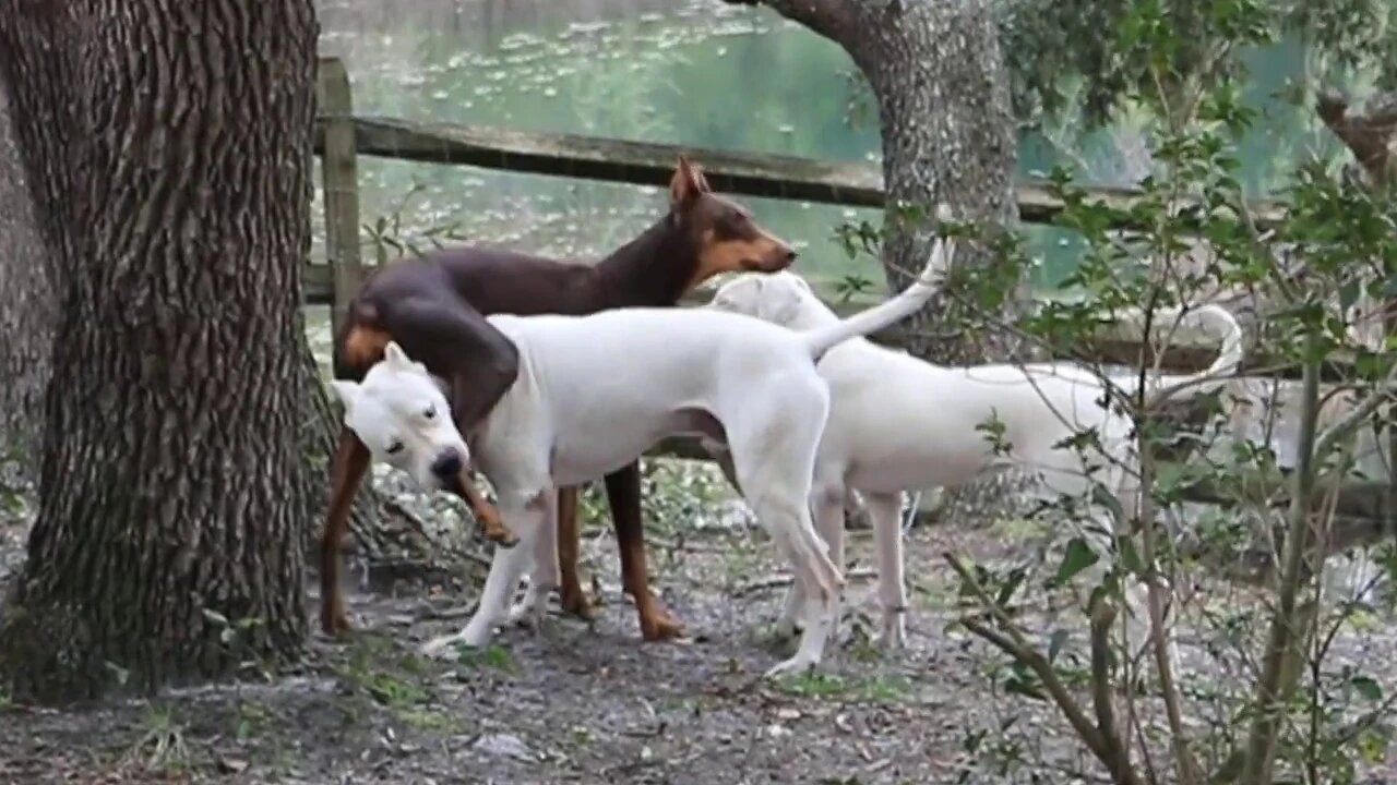 Our Dobermans and Dogo Argentinos Playing in the Backyard