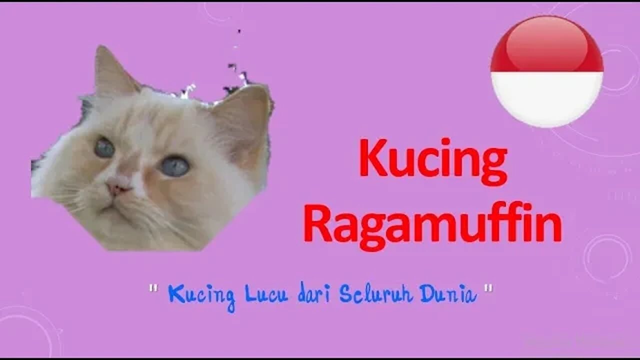 #Kucing Ragamuffin "Kucing Lucu dari Seluruh Dunia "