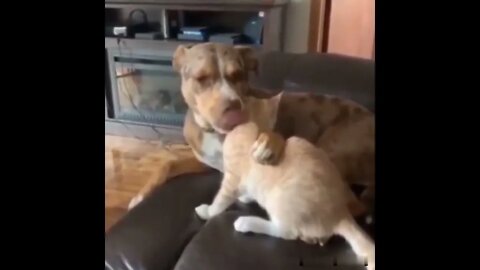 🤣😂🤣🐕🐈