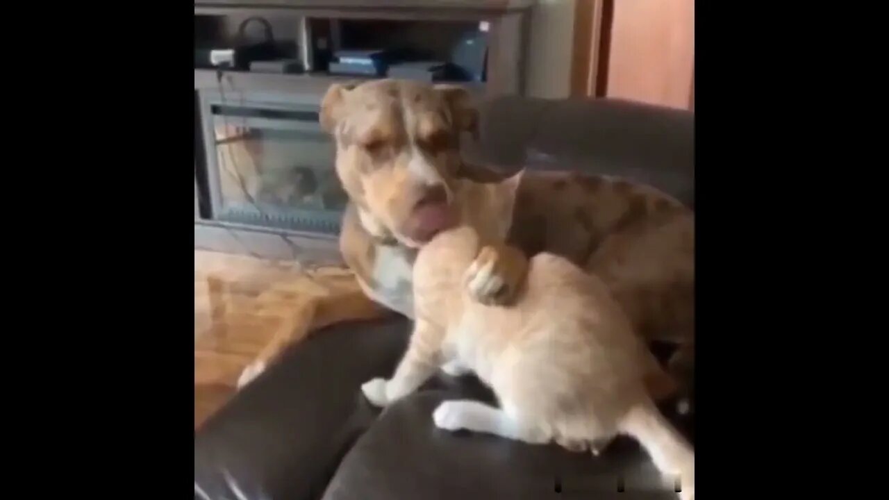 🤣😂🤣🐕🐈
