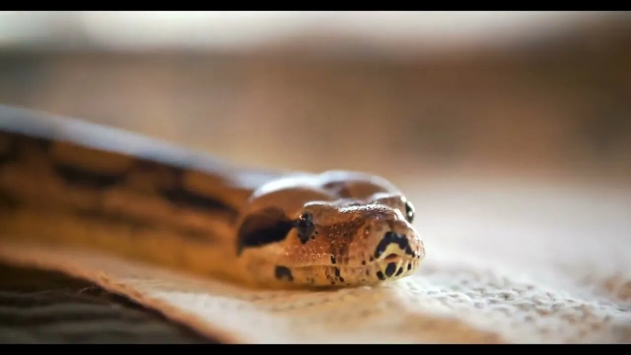 Python crawls on the bed in a studio