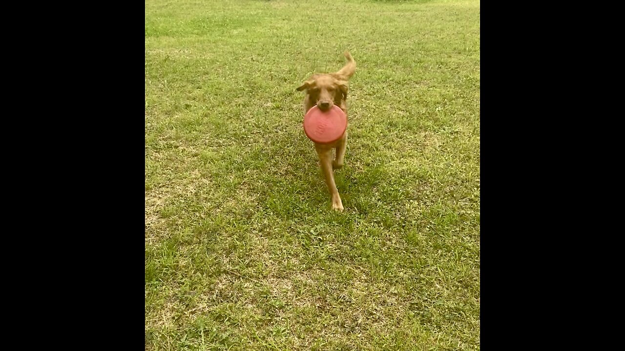 River of Peace🐕, Trick sent in for GMA Most Tail-ented Contest, Won🏆Top 3, Hear Cicadas in Woods