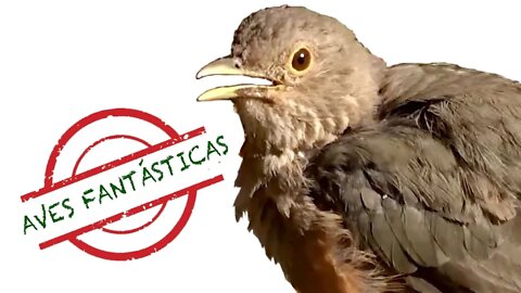 Sabiá Laranjeira Tomando Banho de Sol │ Aves Fantásticas