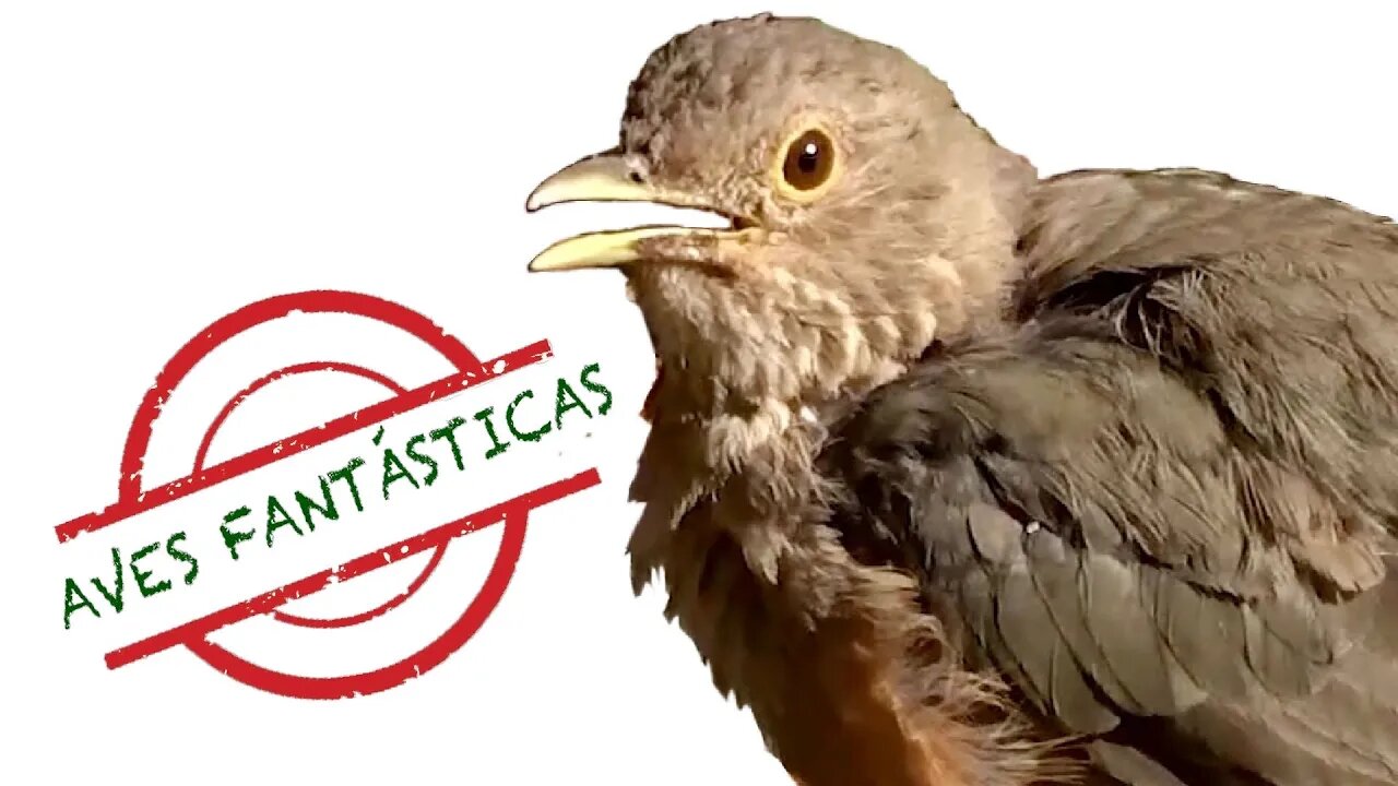 Sabiá Laranjeira Tomando Banho de Sol │ Aves Fantásticas