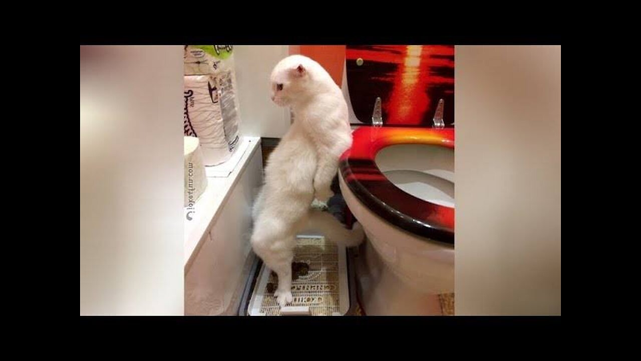 Funny Pets | 2024😂 Funny Dogs And Funny Cats Videos 🐱 🐕 😄