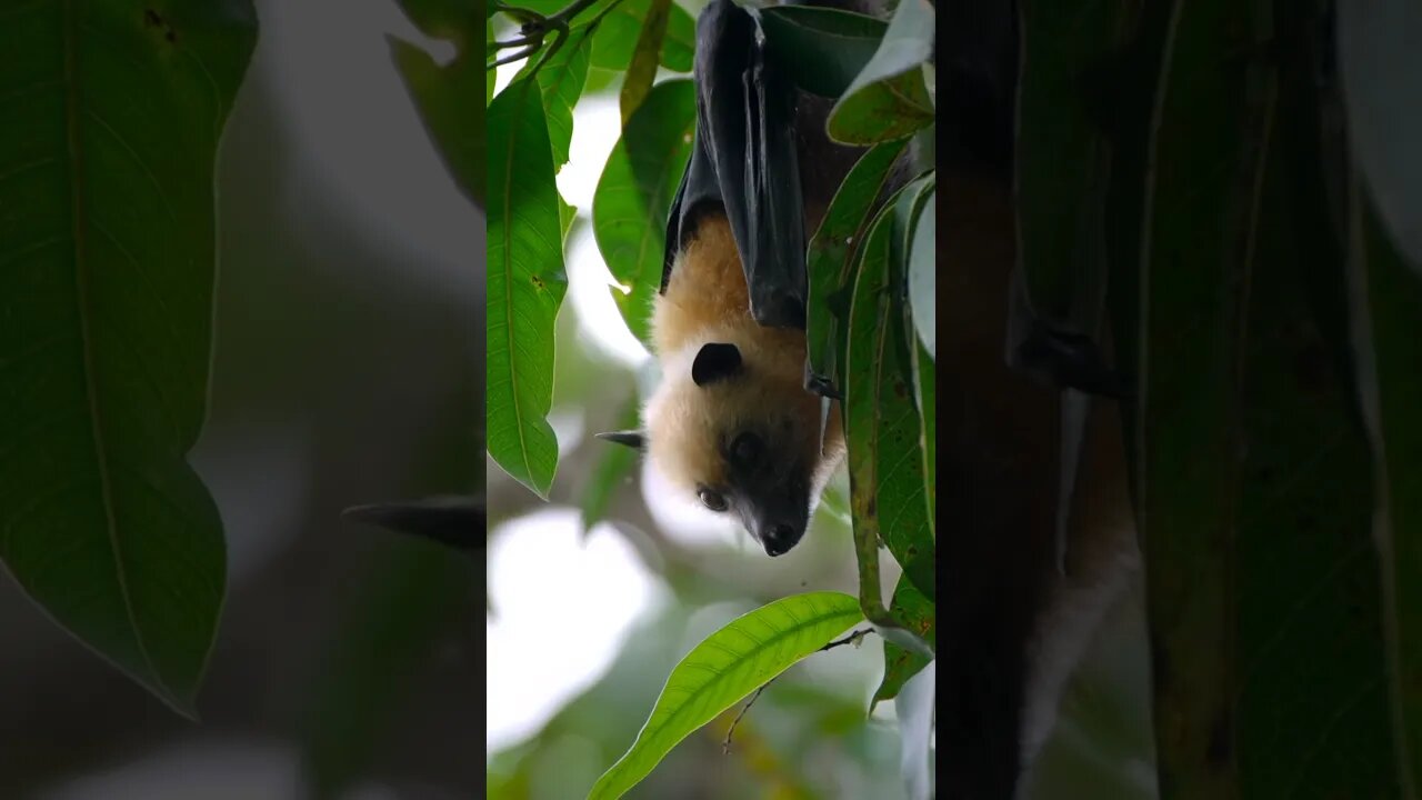 Wildlife in Seychelles #Shorts