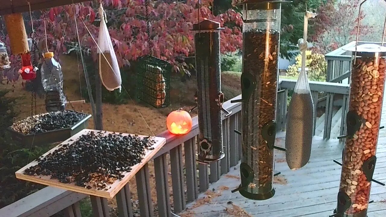 Live Nov 01 2021 Bird Feeder in Asheville NC. In the mountains.