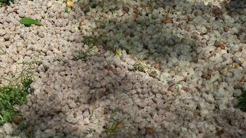 SOUTH AFRICA - Durban - Umthayi marula festival video's batch 2 (mP2)