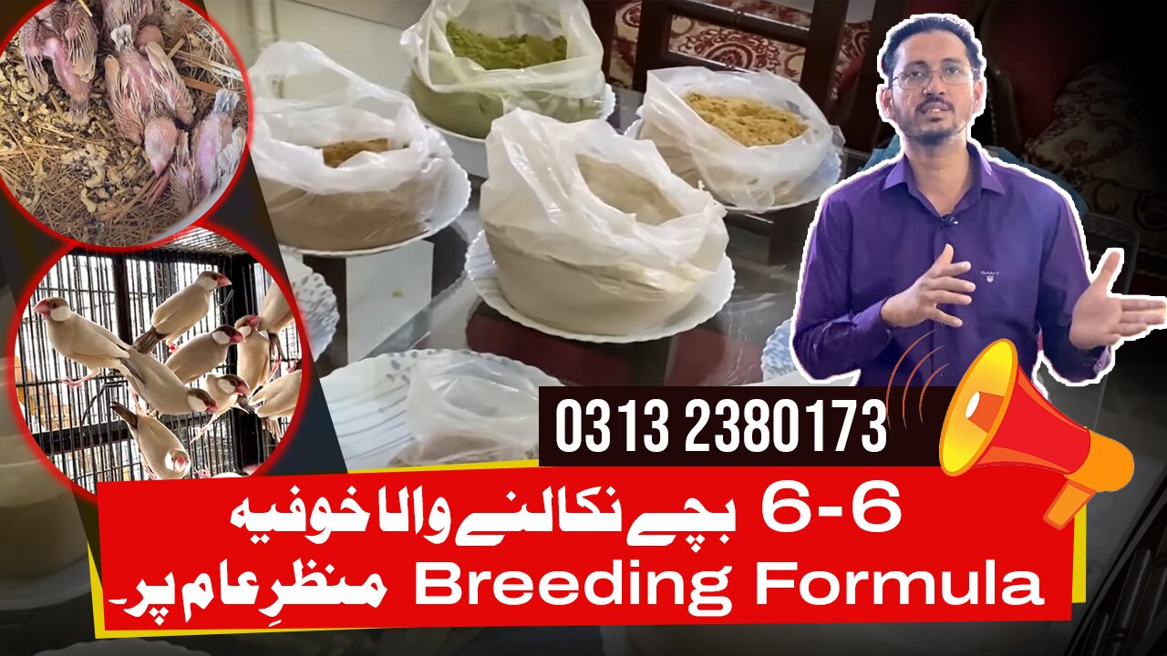 Birds Breeding Formula for Java Sparrows & Other Birds | Boost Bird Fertility Naturally