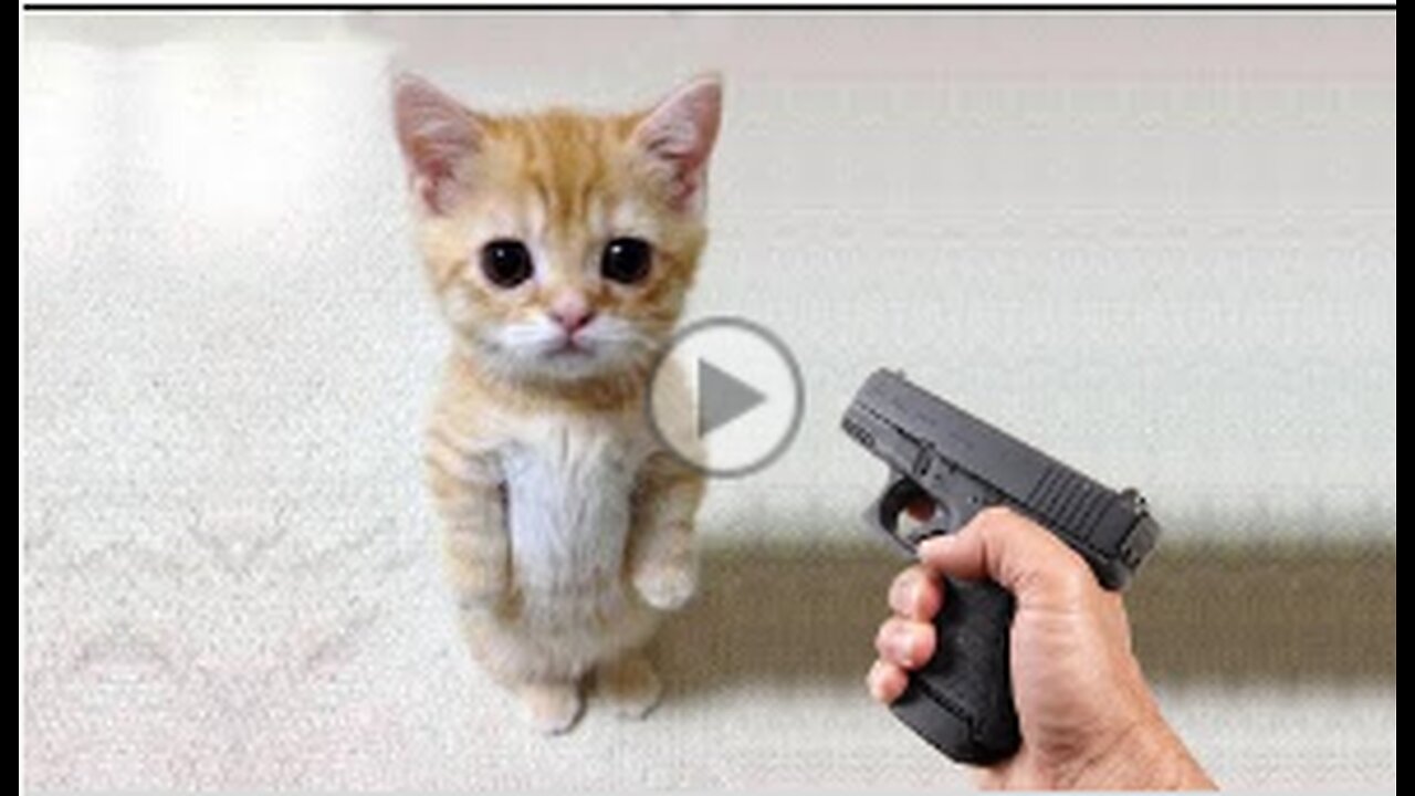 Funny cat 😽 vs Gun 🔫 - Funny Animals 😂 playing dead on finger shot Compilation || Animal Gags