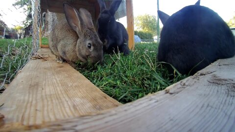 Young rabbits love the lawn tractor