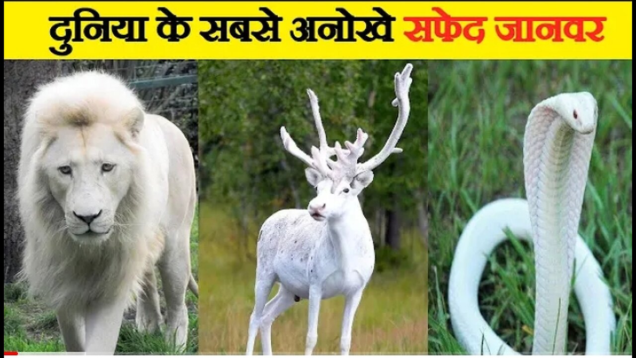 दुनिया के 10 सबसे दुर्लभ सफेद जानवर | World's Top 10 Rarest White Animals