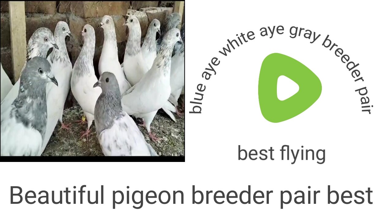 Blue Iaye white aye gray breeder pair pigeon beautiful