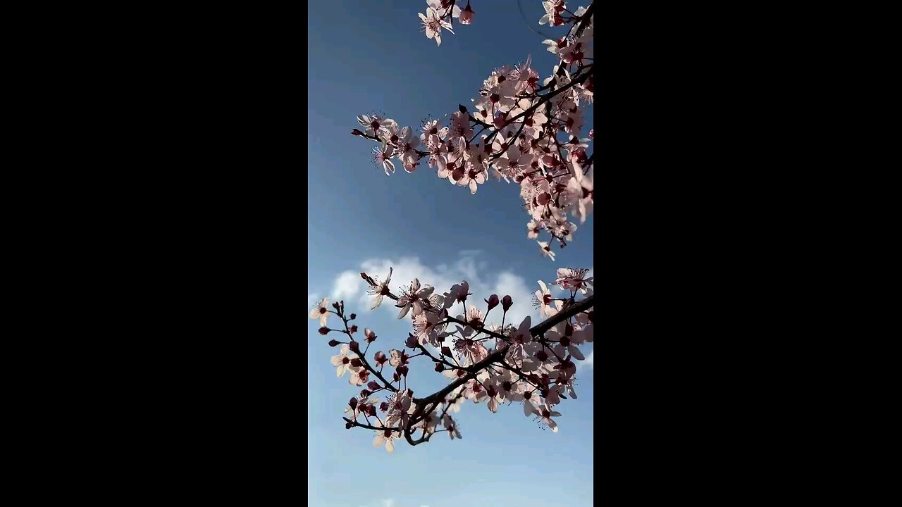 Spring time Flower, Blooming, it so mesmerizing to see.