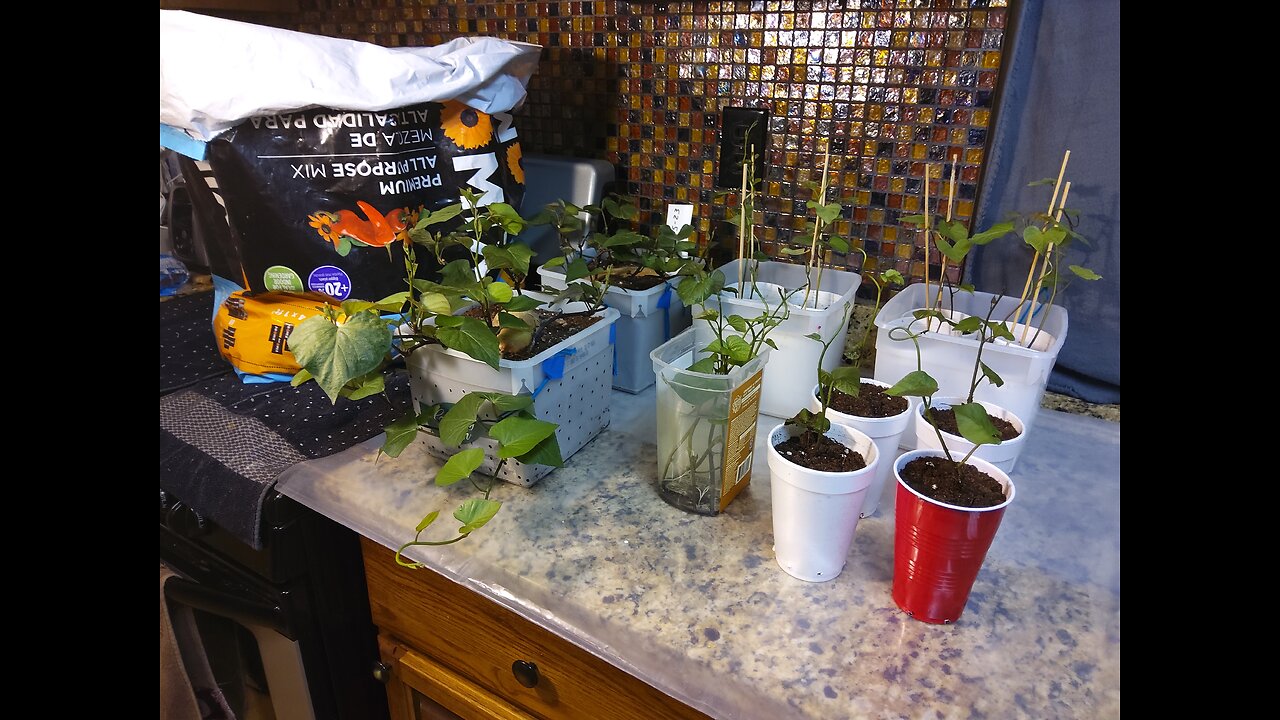 Planting our rooted sweet potato slips in cups 4/4/23