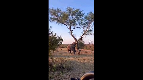 Elephant Strength