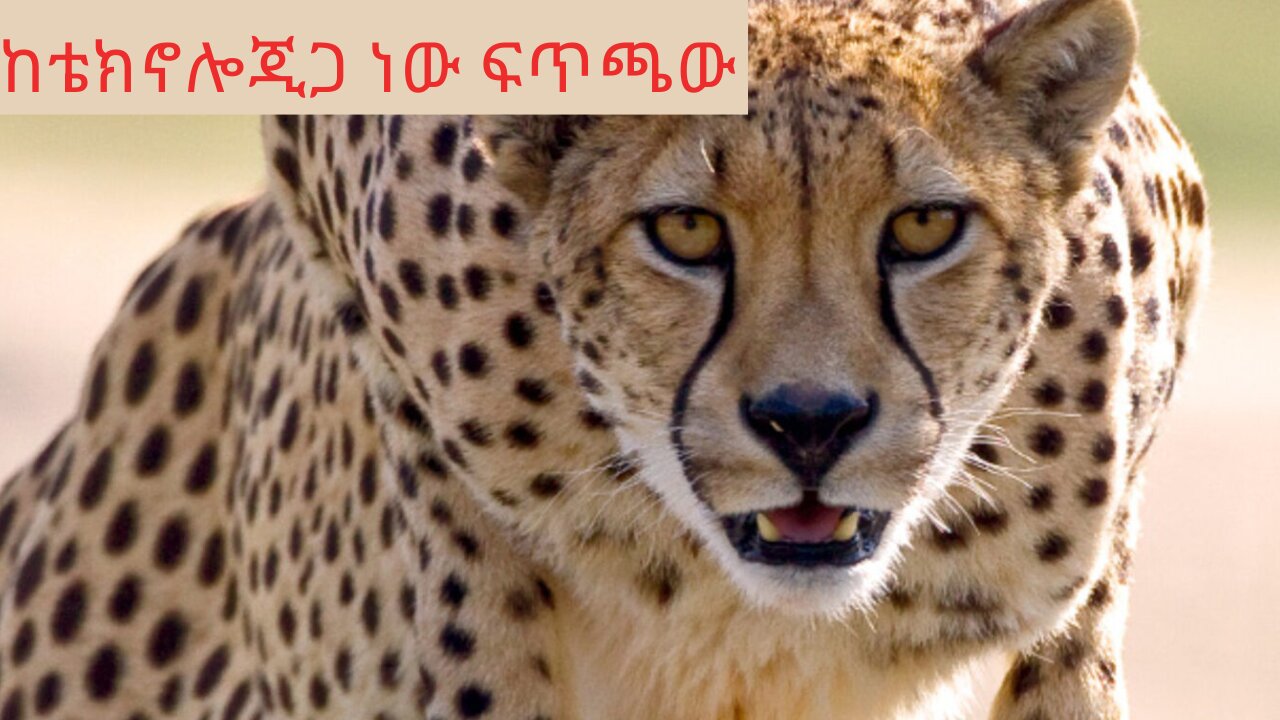 ሮቦት ቴክኖሎጂ ከ ተፈጥሮጋ ግብ ግብ Robot technology vs animal