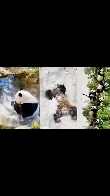 Just another day in the life of a panda bear 🐼❄️🌊🌳 #PandaAntics #SnowDay #WaterPlay #TreeClimbing