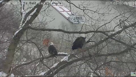 Hays Eagles mating as barge goes down river 2021 02 11 9:57AM