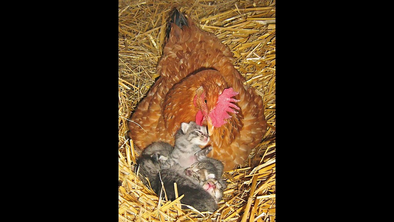 Hen keepings Her kitten friends Warm.... Cuteness overload🥰