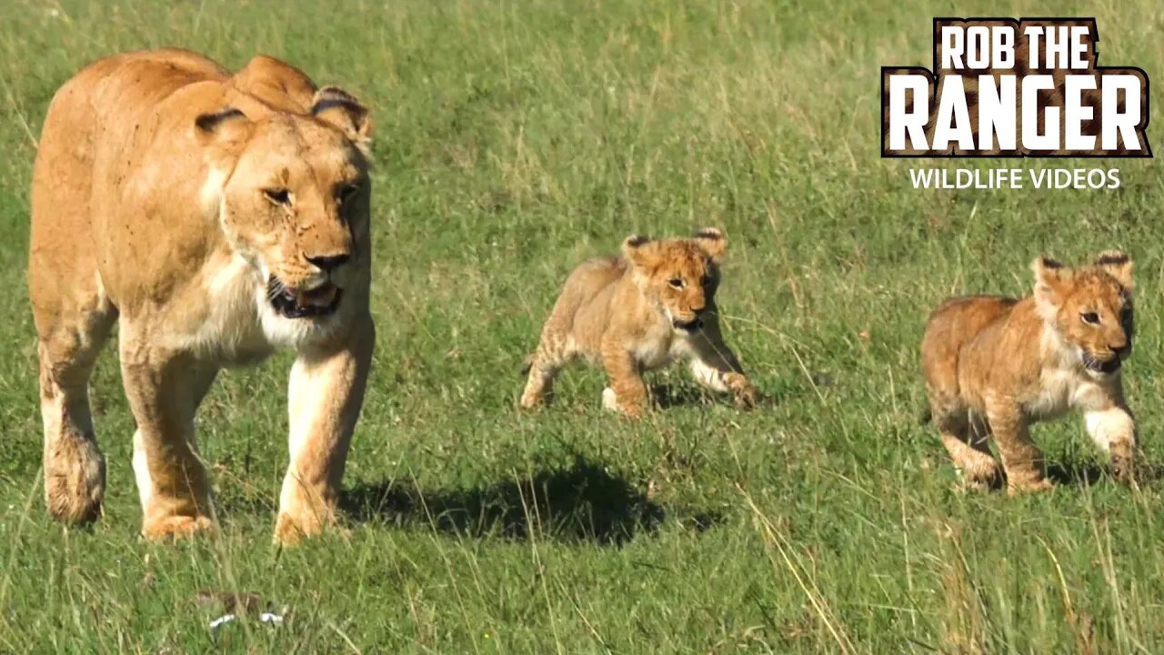 Lion Pride With Little Cubs Head To Shade | Maasai Mara Safari | Zebra Plains