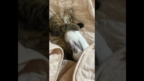 Kitten and her little friend sleeping under the sheet