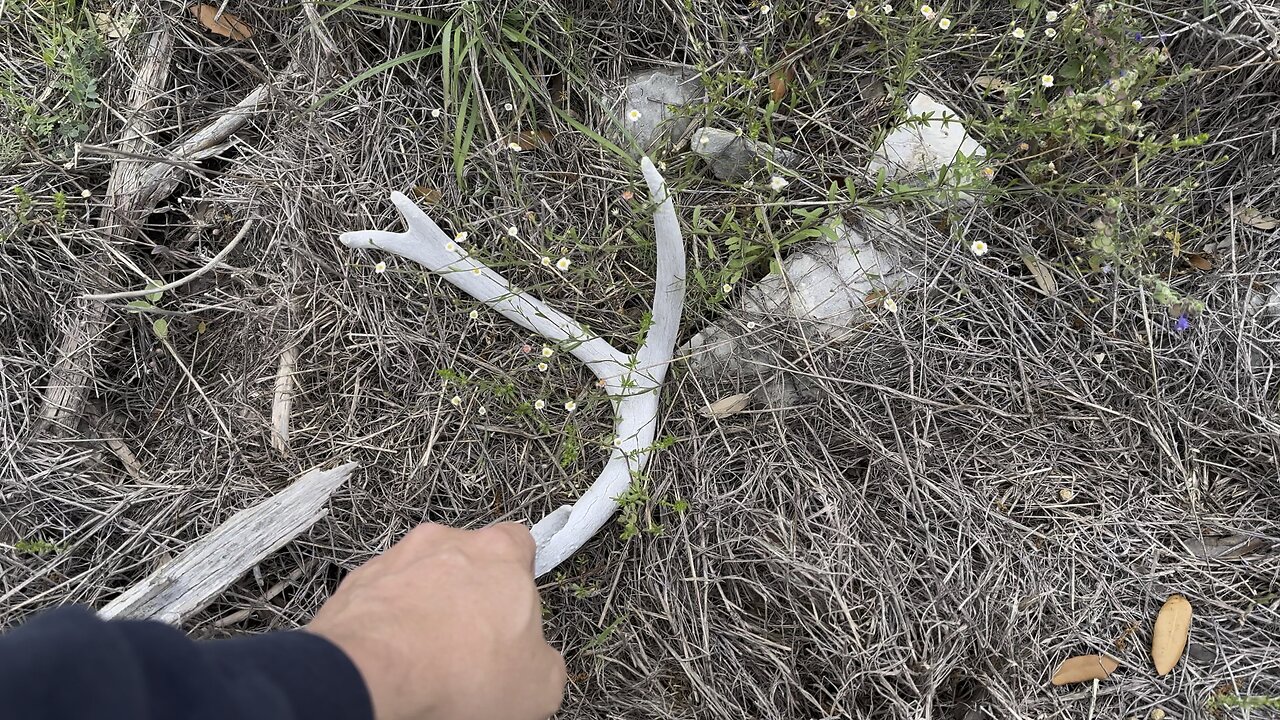 Found a ANTLER SHED today