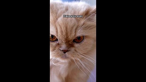 cute 😍 cat tell with you