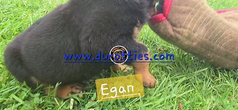 Egan Doneyuno