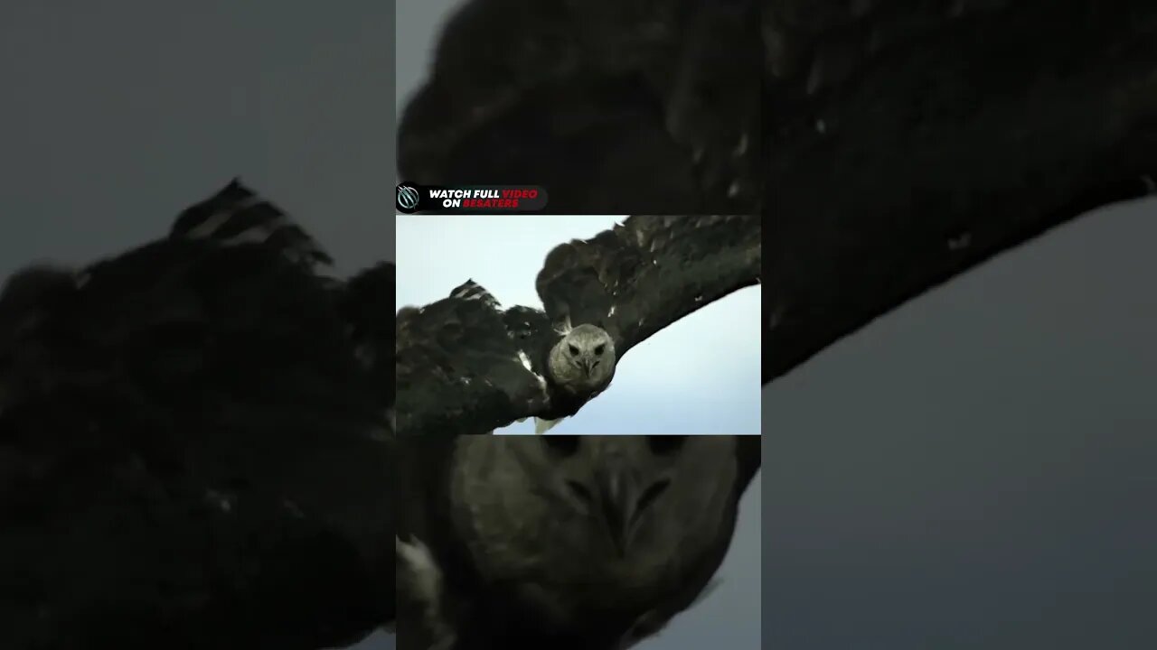 HARPY EAGLE ─ A Fierce Hunter of Monkeys and Sloths