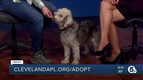 Cleveland Animal Protective League's Pet of the Week