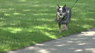 Eagle Island State Park implements new off-leash dog pilot program