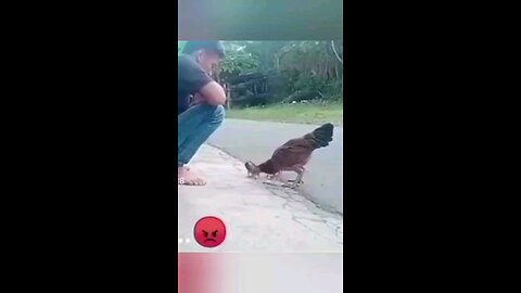 animal videos