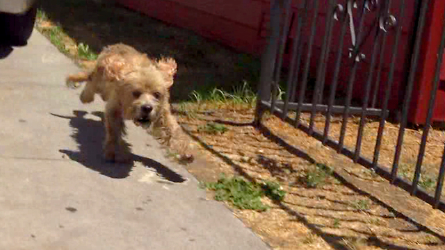 Rescuer Asks For Homeless Dog’s Paw But He Leans In For A Hug Instead